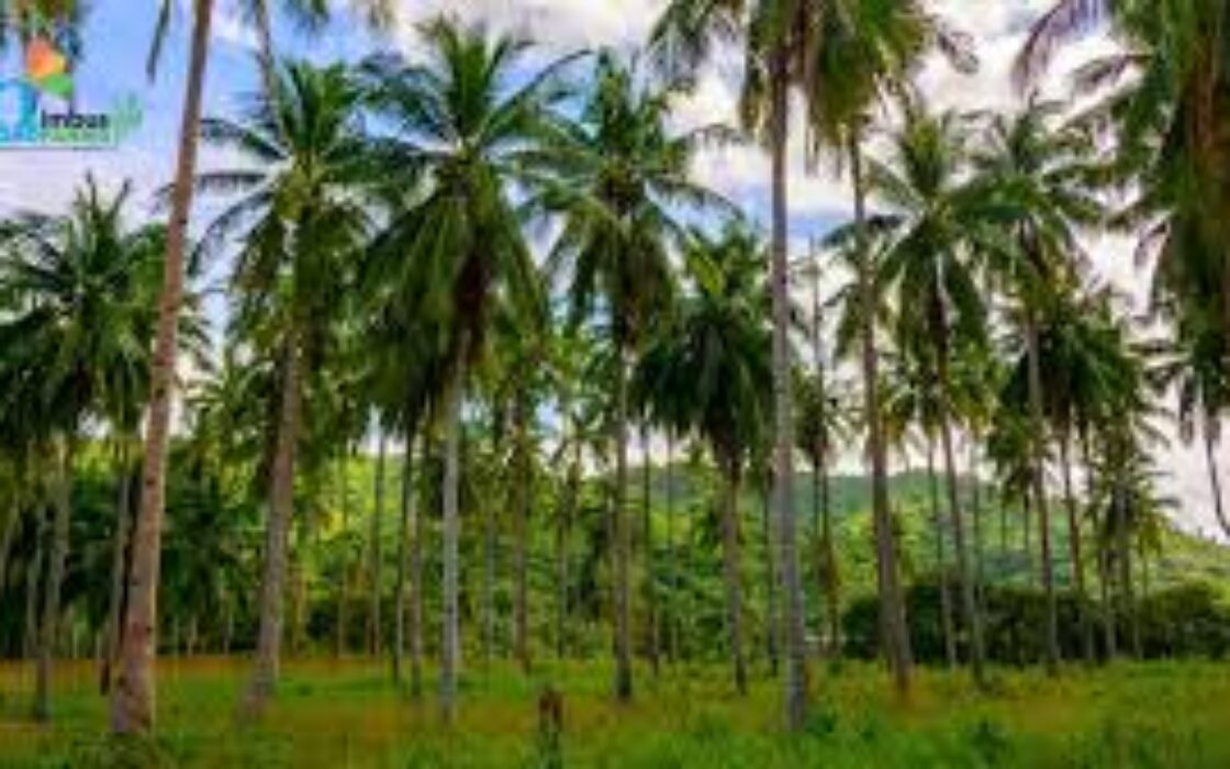 5 Acre Agricultural Property for Sale