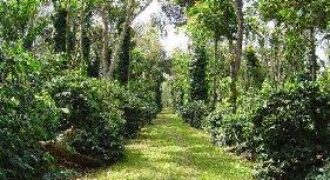 5 Acre Coffee Plantation in Sakaleshpura