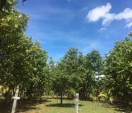 Agriculture & Farmhouse Property for sale at Nanjanagudu